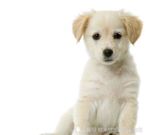 宠物狗怎么带回家养好些