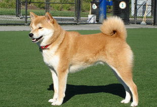 日本士佐犬多少钱