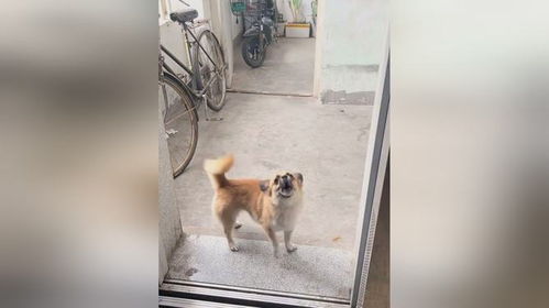 宠物狗闯入电梯怎么办啊