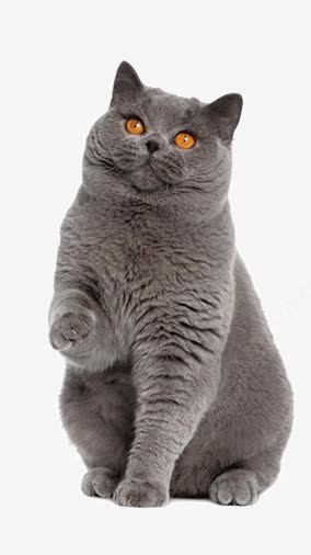 巨型猫科宠物猫怎么养活