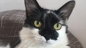 怎么修剪宠物猫毛毛