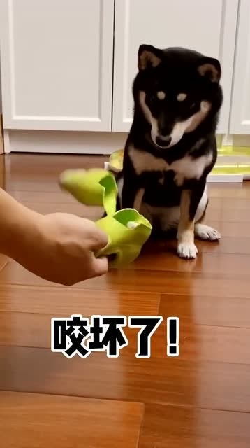 狗狗家有宠物狗怎么办啊
