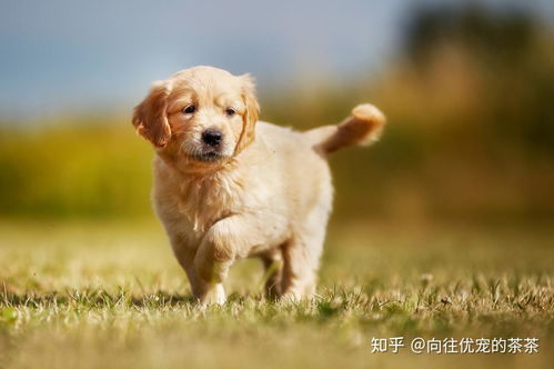 宠物狗身上有皮炎怎么办