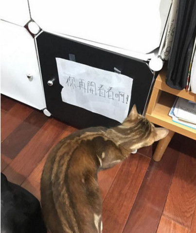 宠物猫柜怎么打开