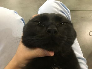 宠物狗犯病了怎么治好它