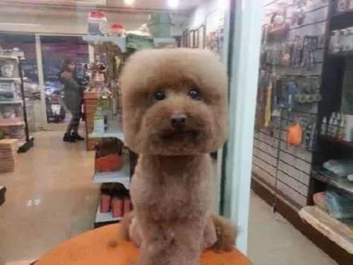 超大宠物狗卷毛怎么办啊