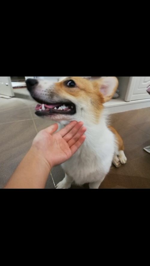 崽崽爱宠怎么获得宠物狗