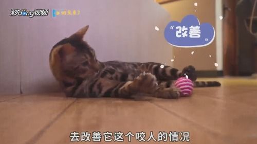 宠物猫总喜欢咬手怎么办