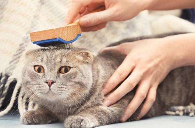 宠物猫怎么化毛