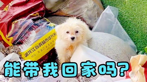 捡了一条宠物狗怎么办