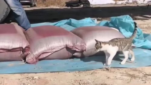 村里养宠物猫怎么养