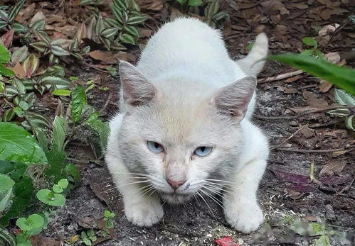 宠物猫怎么接近他