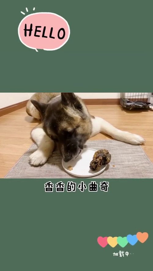 多只宠物狗怎么养的活啊