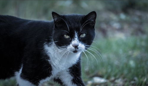 怎么在高中养宠物猫