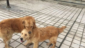 四个月宠物狗怎么养活的