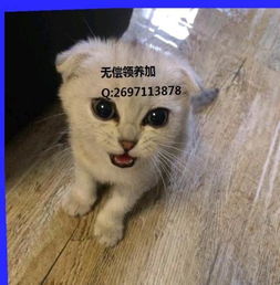 宠物猫黑白毛怎么区分