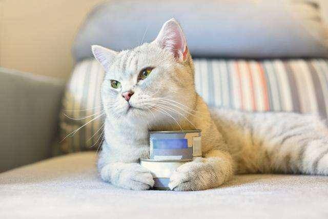 宠物猫罐头怎么吃好用
