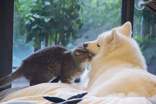 宠物猫吃鸡骨头怎么办