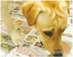 宠物狗室内小便怎么办啊