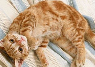 养宠物猫毛怎么清理