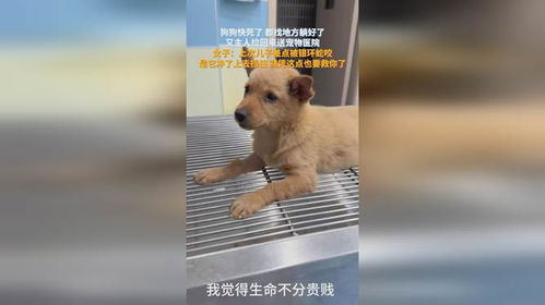 捡回来的宠物狗怎么办