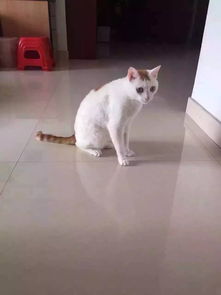 宠物猫体内有铁线虫怎么治疗