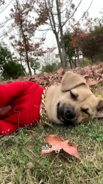 小鹿狗一天吃多少