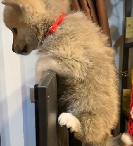 宠物狗的饭怎么做的呢