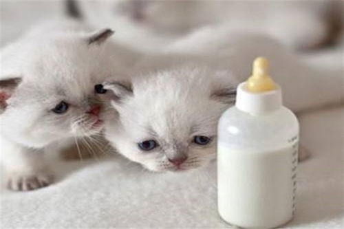宠物猫怎么喂奶粉好呢