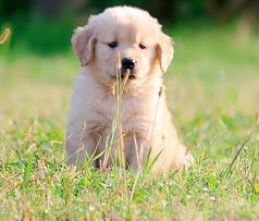 小金毛犬多少钱一只