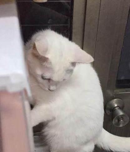 怎么把宠物猫卖了回来
