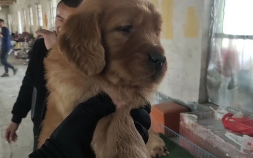 怎么样给粉丝挑宠物狗呢