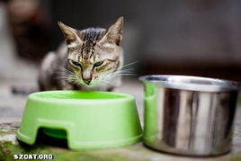 宠物猫拍照室外怎么拍