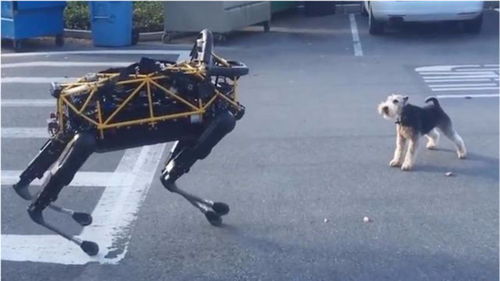 街上遇到宠物狗怎么办呢