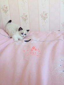 宠物猫实体布偶猫怎么养