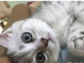 宠物猫怎么到猫沙上