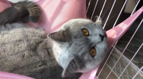 宠物猫被车轧了怎么办