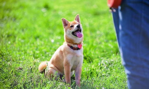 宠物狗拉粑时叫怎么回事