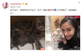 有三个娃怎么养宠物猫