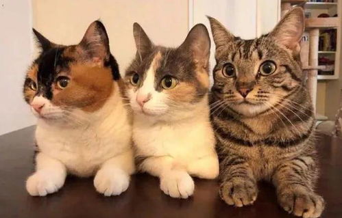 新手选宠物猫怎么选好