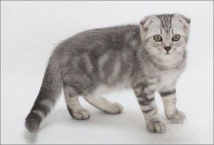 限定宠物猫帽子怎么戴