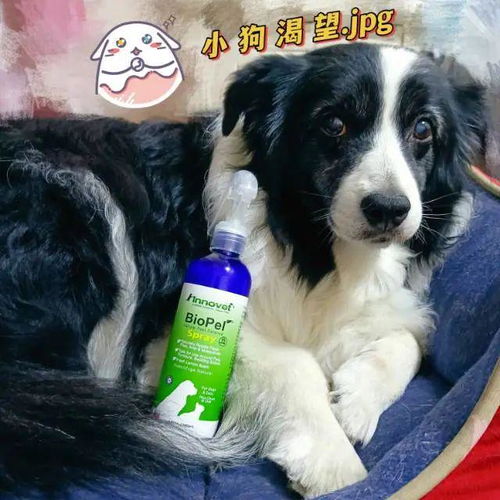 狗驱虫喷雾用多少