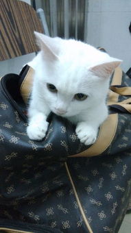 寝室养的宠物猫怎么办啊