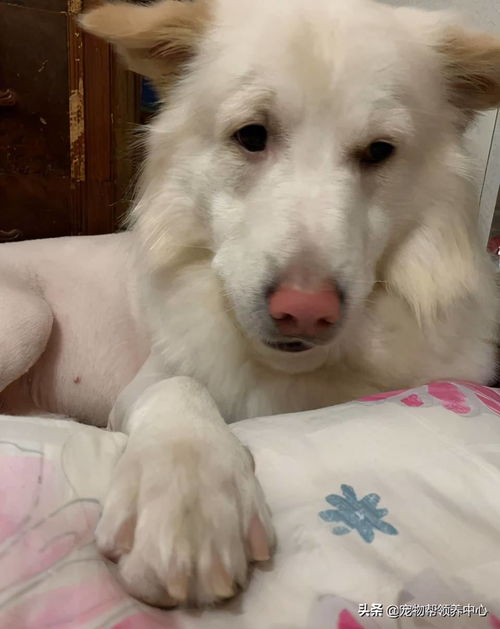 宠物狗的脚毛怎么剃下来