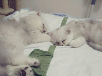 宠物猫怎么疼爱主人的