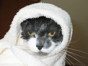 墨尔本宠物猫洗澡怎么洗