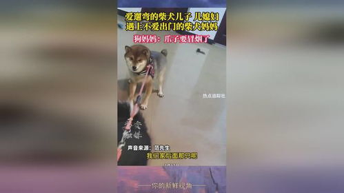 宠物狗不爱出门怎么办呢