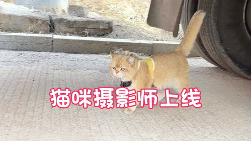 宠物猫怎么带回农村的