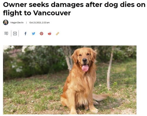 沈阳市宠物狗死亡怎么办