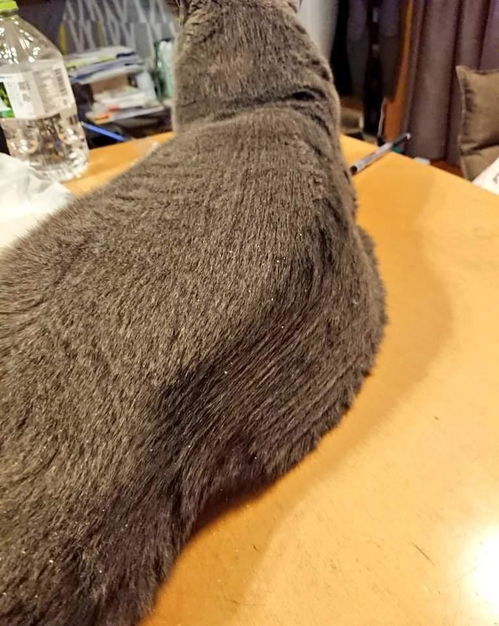 怎么给宠物猫梳毛呢